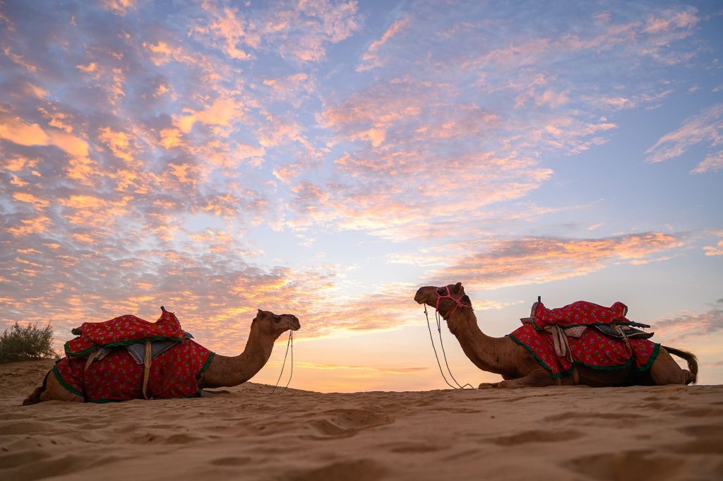 Camel Safari Jaisalmer